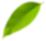 leaf-side